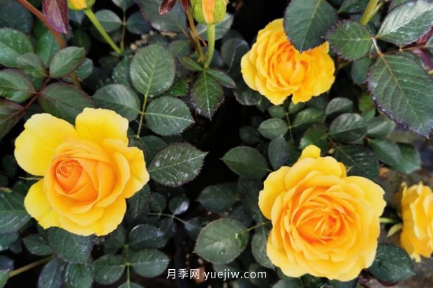 可爱的黄色系狮子座月季(图1) 可爱的黄色系狮子座月季(图1)