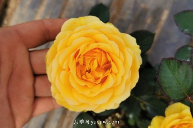 可爱的黄色系狮子座月季(图2) 可爱的黄色系狮子座月季(图2)