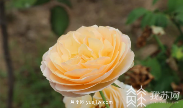 江苏宿迁快繁科技培育月季 带领村民致富奔小康(图1)