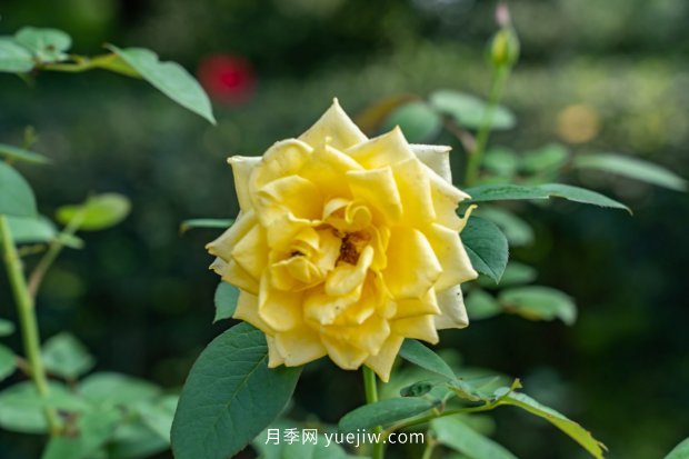 推荐10个花期最长的月季品种，留住月季的时间(图8)