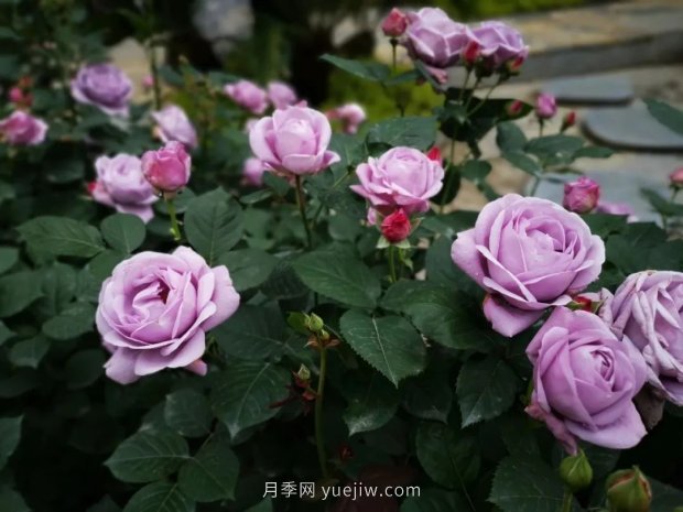 成都植物园也有月季园了，超美盛花期来啦(图12)