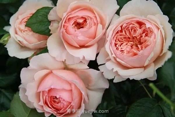 成都植物园也有月季园了，超美盛花期来啦(图11)