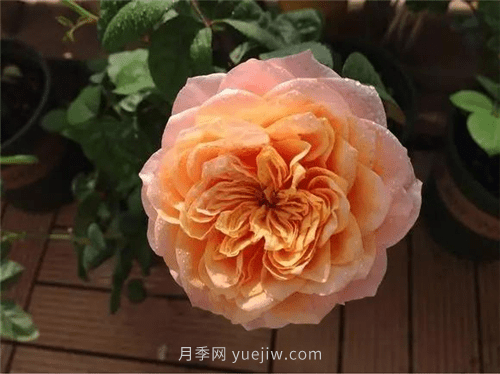 切花月季温柔珊瑚心(图2) 切花月季温柔珊瑚心(图2)