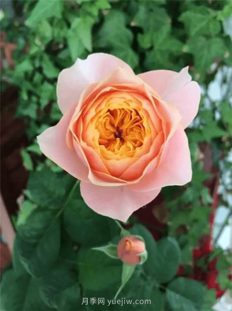 切花月季温柔珊瑚心(图1) 切花月季温柔珊瑚心(图1)