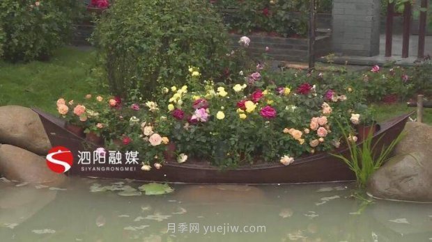 第十一届中国月季展览会:走进淮安展园(图3) 第十一届中国月季展览会:走进淮安展园(图3)