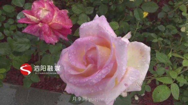 第十一届中国月季展览会:走进淮安展园(图4) 第十一届中国月季展览会:走进淮安展园(图4)