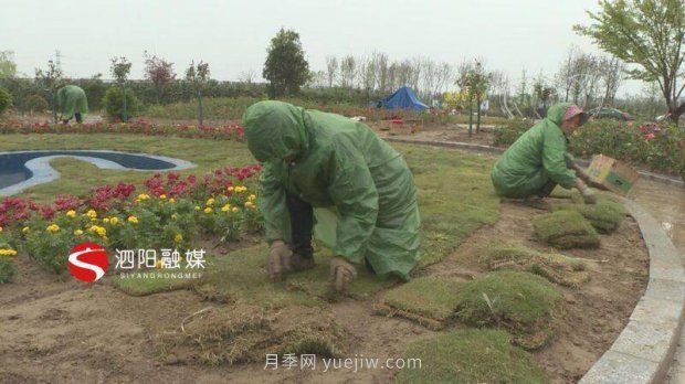 第十一届中国月季展览会:走进洋河展园(图3) 第十一届中国月季展览会:走进洋河展园(图3)