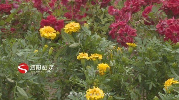 第十一届中国月季展览会:走进洋河展园(图4) 第十一届中国月季展览会:走进洋河展园(图4)