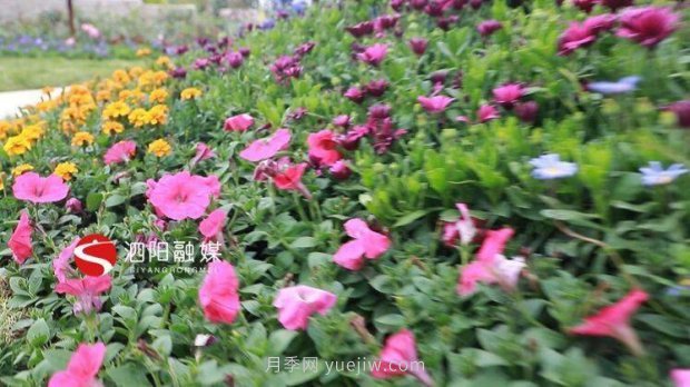 第十一届中国月季展览会:走进常州展园(图4) 第十一届中国月季展览会:走进常州展园(图4)