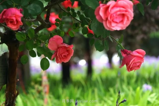 满城飘香赏月季,月季花开惊艳了四月的郑州(图1) 满城飘香赏月季,月季花开惊艳了四月的郑州(图1)