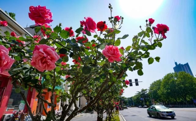 满城飘香赏月季,月季花开惊艳了四月的郑州(图4) 满城飘香赏月季,月季花开惊艳了四月的郑州(图4)