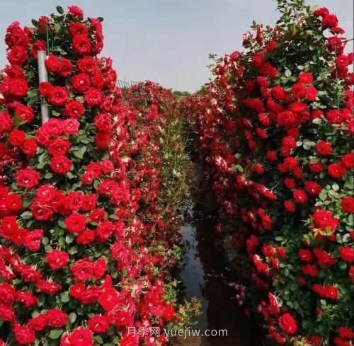 咸阳4A级景区级别月季园，五一假期游玩就要去(图3)