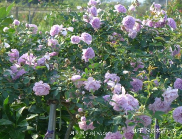 打造小型月季花墙,推荐4款月季品种(图1) 推荐4款月季品种,轻松打造小型月季花墙(图1)