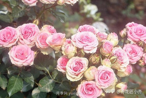 打造小型月季花墙,推荐4款月季品种(图5) 推荐4款月季品种,轻松打造小型月季花墙(图5)