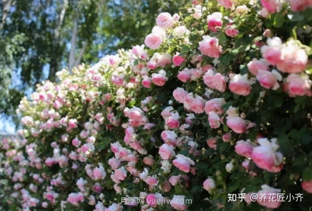 打造小型月季花墙,推荐4款月季品种(图4) 推荐4款月季品种,轻松打造小型月季花墙(图4)