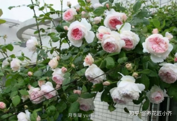 打造小型月季花墙,推荐4款月季品种(图3) 推荐4款月季品种,轻松打造小型月季花墙(图3)