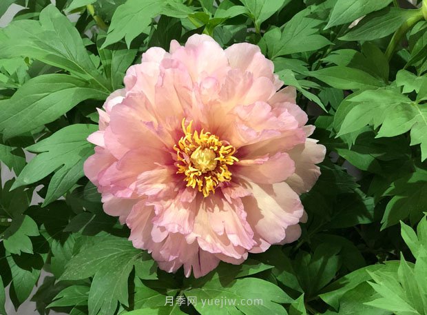 牡丹花的功效作用与饮用禁忌(图1)