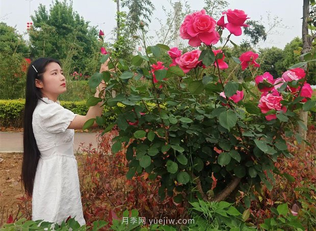 南阳月季五月惹人醉(图1)