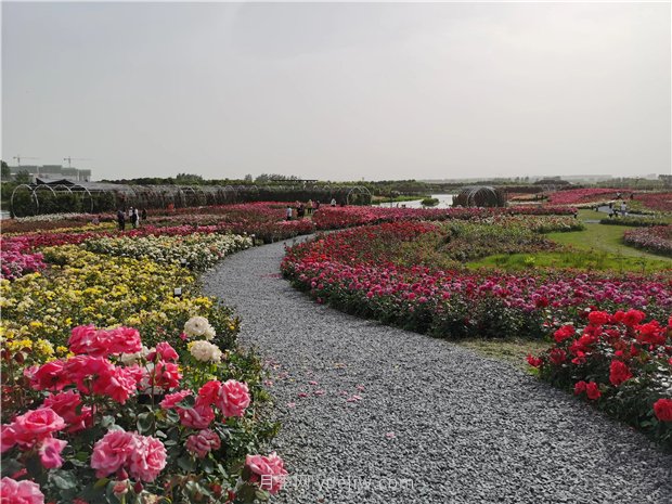 南阳世界月季大观园规模真大，快来过把月季花瘾(图2)