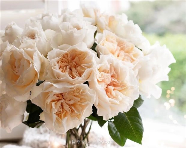 奥斯汀月季:经典浪漫永流传(图集)(图4) 奥斯汀月季:经典浪漫永流传(图集)(图4)