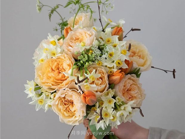 奥斯汀月季:经典浪漫永流传(图集)(图2) 奥斯汀月季:经典浪漫永流传(图集)(图2)