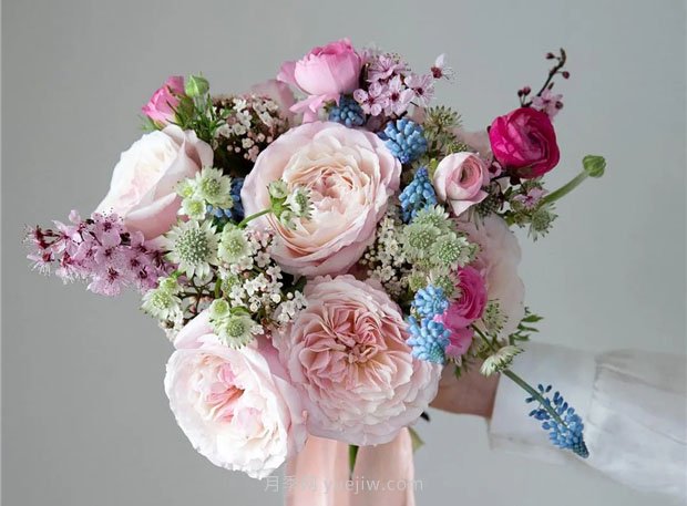 奥斯汀月季:经典浪漫永流传(图集)(图3) 奥斯汀月季:经典浪漫永流传(图集)(图3)