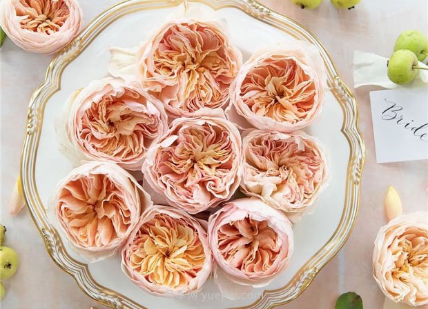 奥斯汀月季:经典浪漫永流传(图集)(图7) 奥斯汀月季:经典浪漫永流传(图集)(图7)