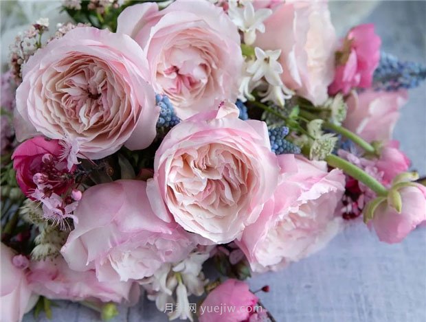 奥斯汀月季:经典浪漫永流传(图集)(图1) 奥斯汀月季:经典浪漫永流传(图集)(图1)