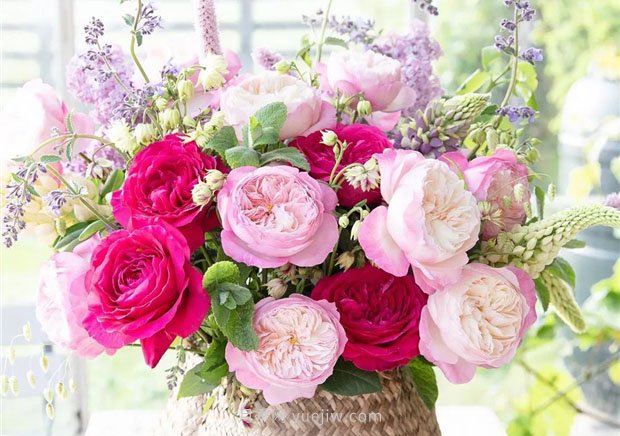 奥斯汀月季:经典浪漫永流传(图集)(图6) 奥斯汀月季:经典浪漫永流传(图集)(图6)