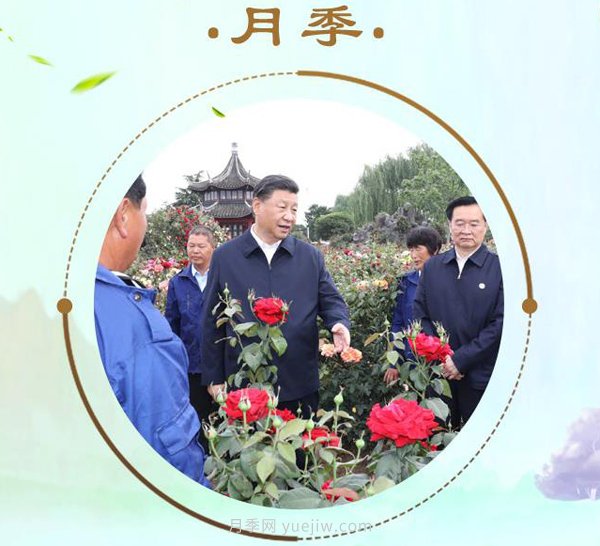 “小康菜谱”上新了!“最强带货员”这次cue到南阳月季(图1) “小康菜谱”上新了!“最强带货员”这次cue到南阳月季(图1)