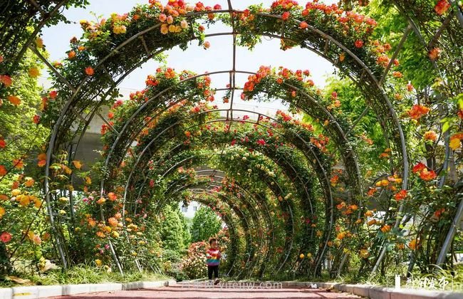 月季花开满城，最美郑州五月天（图册）(图1)