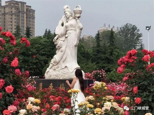 月季园：三门峡市涧河公园月季园(图3)