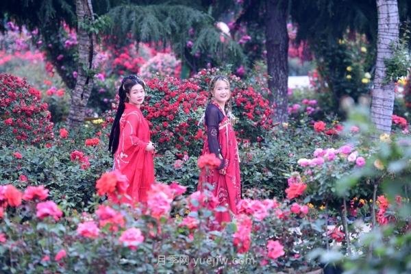 南阳月季：总书记向我询问月季花球新品种(图4)