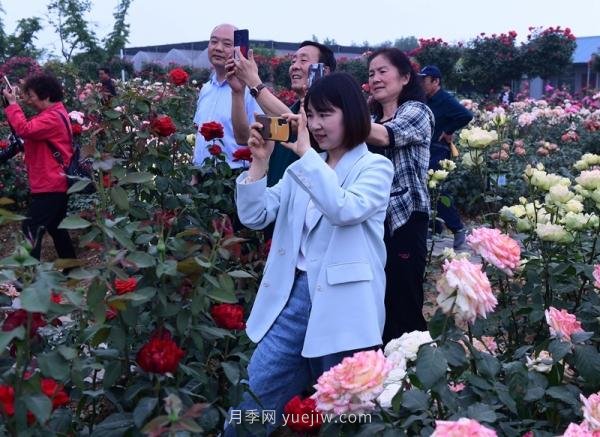 南阳月季：总书记向我询问月季花球新品种(图5)