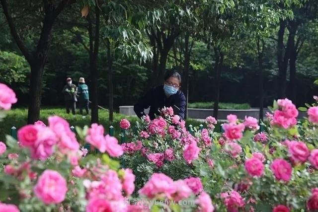 邢台市花月季!邢台“月季花城”要美翻牛城(图1) 邢台市花月季绽放!月季花城进入观赏期(图1)