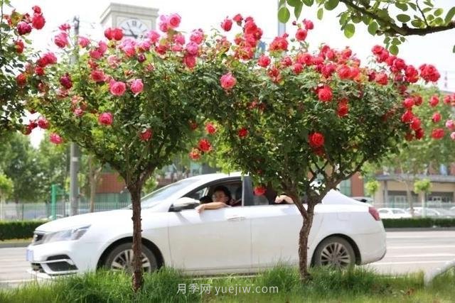 邢台市花月季!邢台“月季花城”要美翻牛城(图7) 邢台市花月季绽放!月季花城进入观赏期(图6)