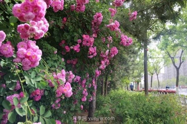 邢台市花月季!邢台“月季花城”要美翻牛城(图9) 邢台市花月季绽放!月季花城进入观赏期(图8)