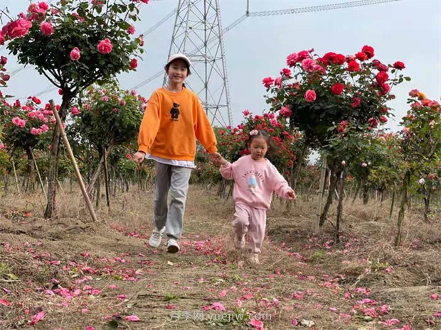 安徽肥西三河践行“我为群众办实事” 新道路让月季园焕发生命力(图1) 安徽肥西三河践行为群众办实事 新道路让月季园焕发生命力(图1)