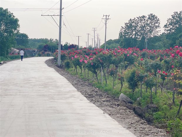 安徽肥西三河践行“我为群众办实事” 新道路让月季园焕发生命力(图2) 安徽肥西三河践行为群众办实事 新道路让月季园焕发生命力(图2)