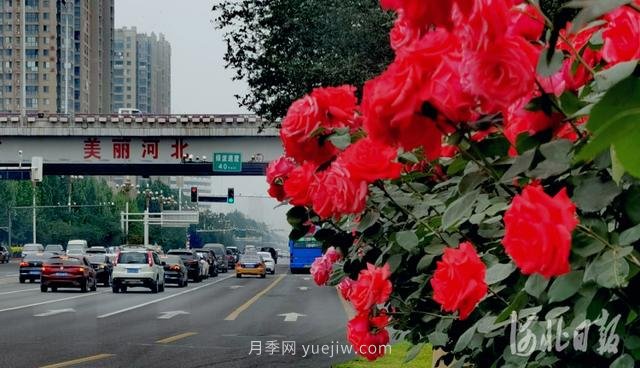 河北石家庄市花月季开 添彩省会美景(图3) 河北石家庄市花月季开 添彩省会美景(图3)