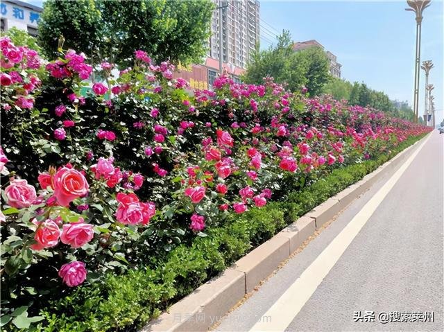 山东莱州：百万月季缤纷盛开扮靓城市(图1)