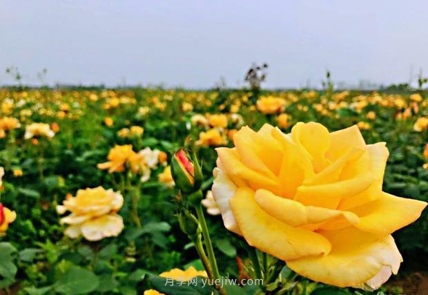 南阳月季和艾草、中牟大蒜……河南人努力书写农业产业化(图2)