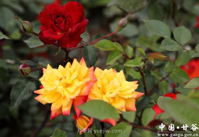 甘肃天水：甘谷月季花开醉满城(图集)(图3)