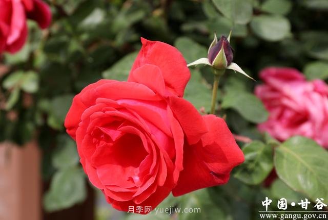 甘肃天水：甘谷月季花开醉满城(图集)(图4)
