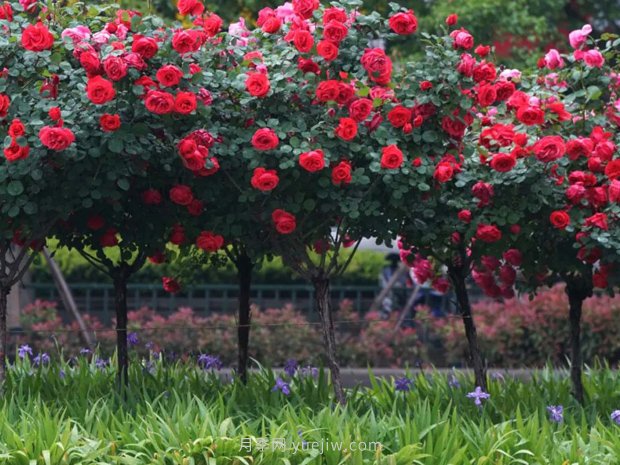 树状月季常见的栽培方式(图1)