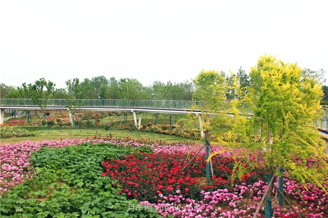 南阳又一力作——中建七局打造永不落幕的月季盛会(图1)