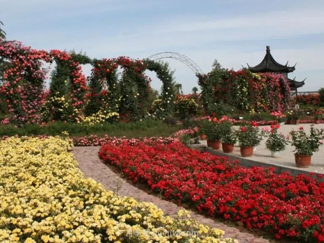 南阳月季博览园，6月份全月免门票！(图3)