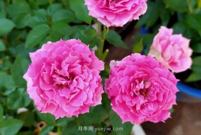 推荐6个浓香月季品种，抗病好养，香水月季就选她(图3)