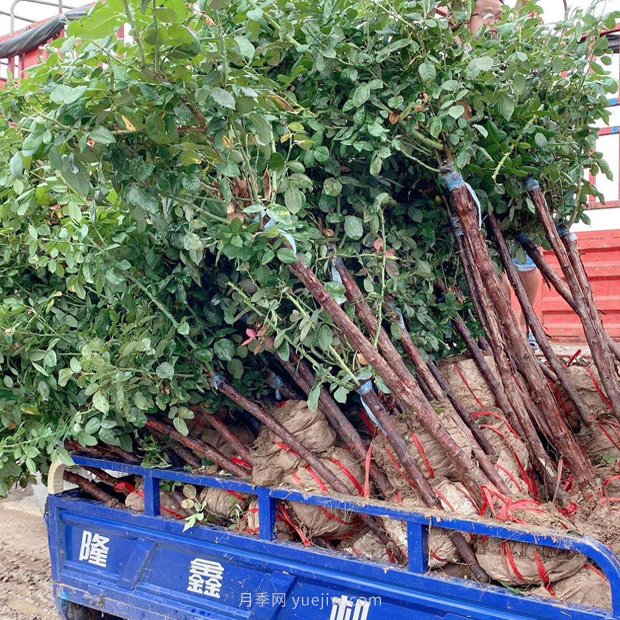 月季树什么时候移栽最好？月季的最佳插枝时间？(图1)