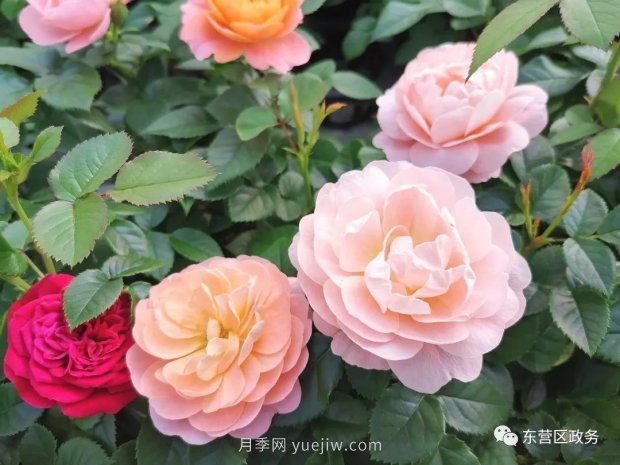 山东东营:月季盛开,这里的春天,太美了(图3) 山东东营:月季盛开,这里的春天,太美了(图3)